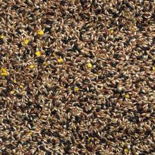 Buckton Canary Seed No 1 20kg Bird Food